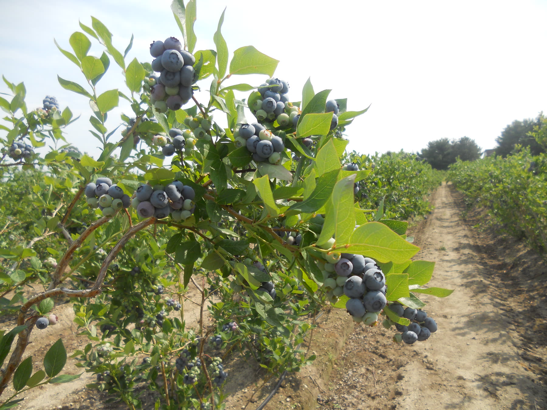 Blueberry bushes heavy with ripe berries along a sandy farm lane
