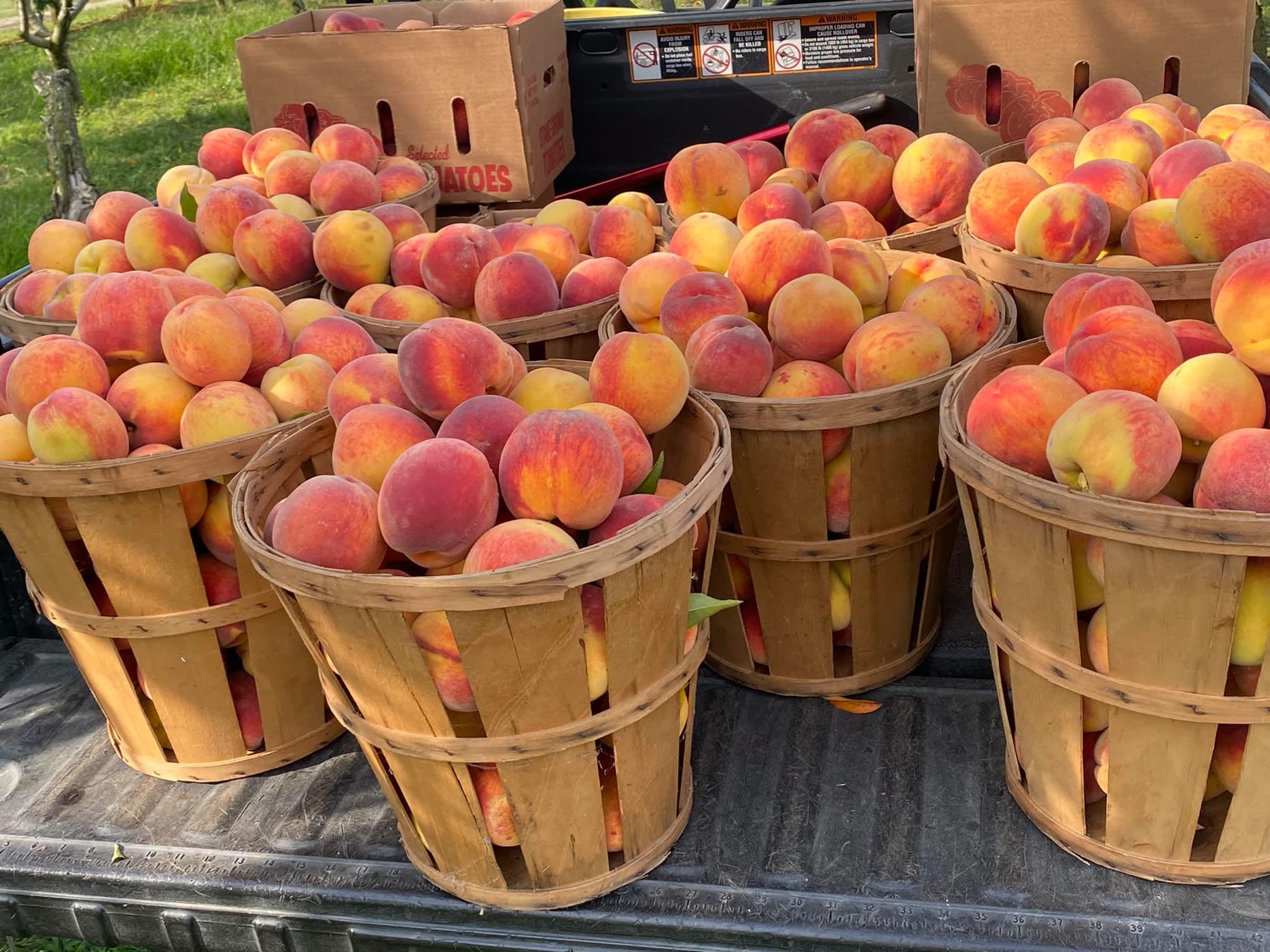 Wooden bushel baskets piled high with ripe peaches