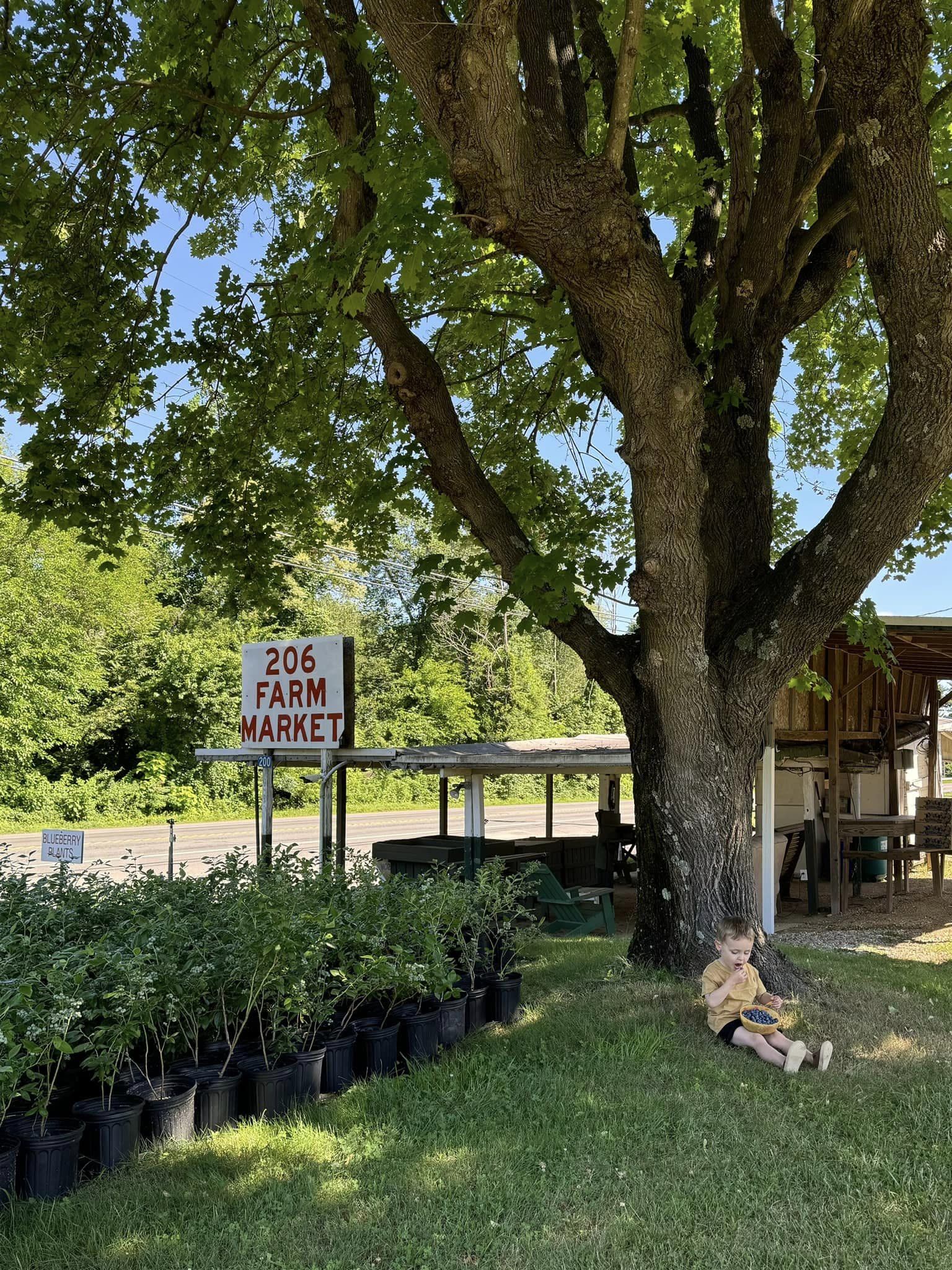 The 206 Farm Market sign and stand under a big shade tree, with rows of potted plants