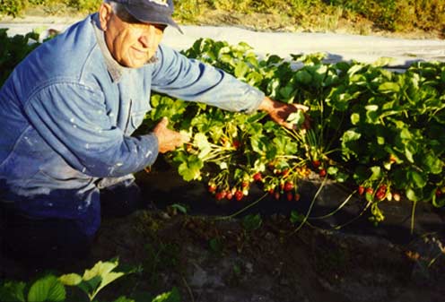 PopPop picking strawberries