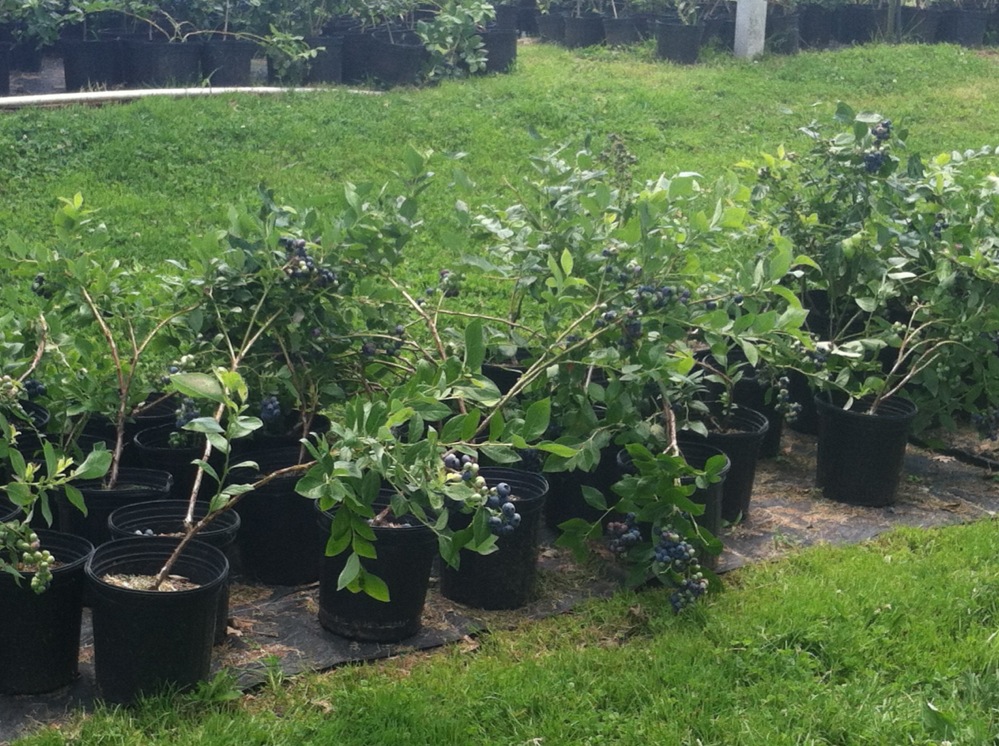 Potted blueberry bushes lined up in the grass
